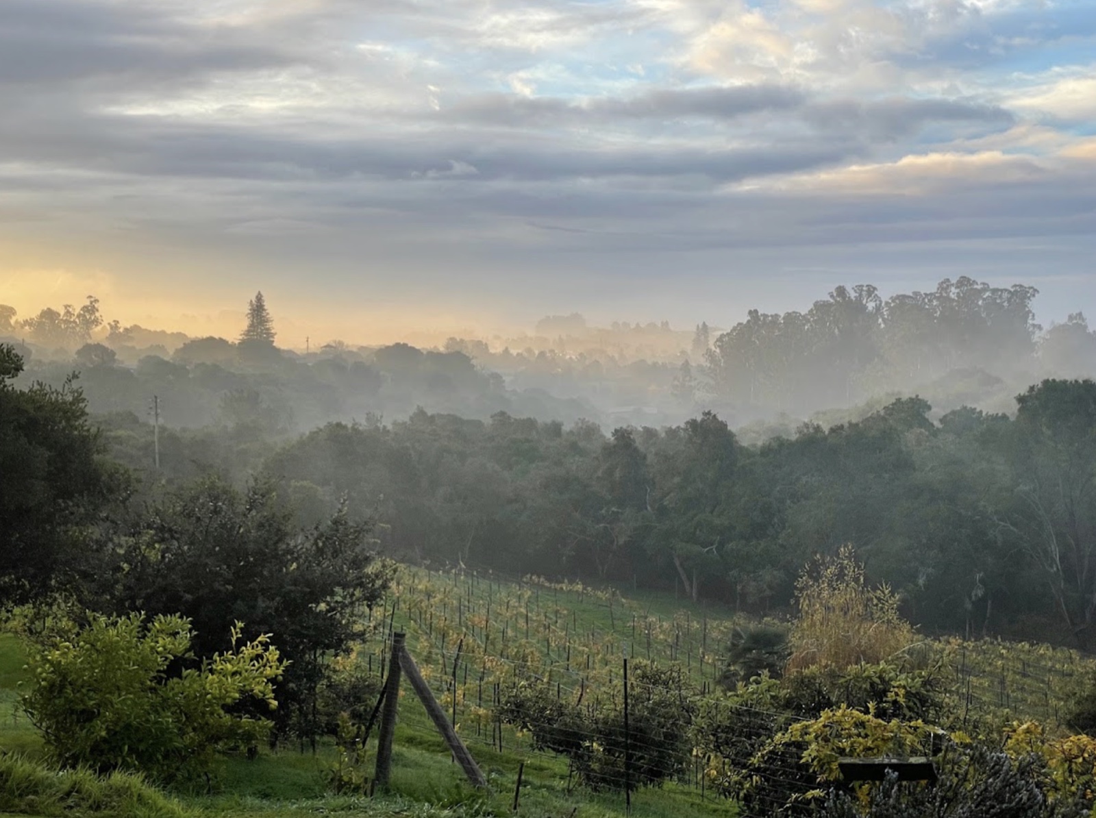 Sunrise breaking through clouds over a misty wooded valley and vineyard rows at Selig Farm.